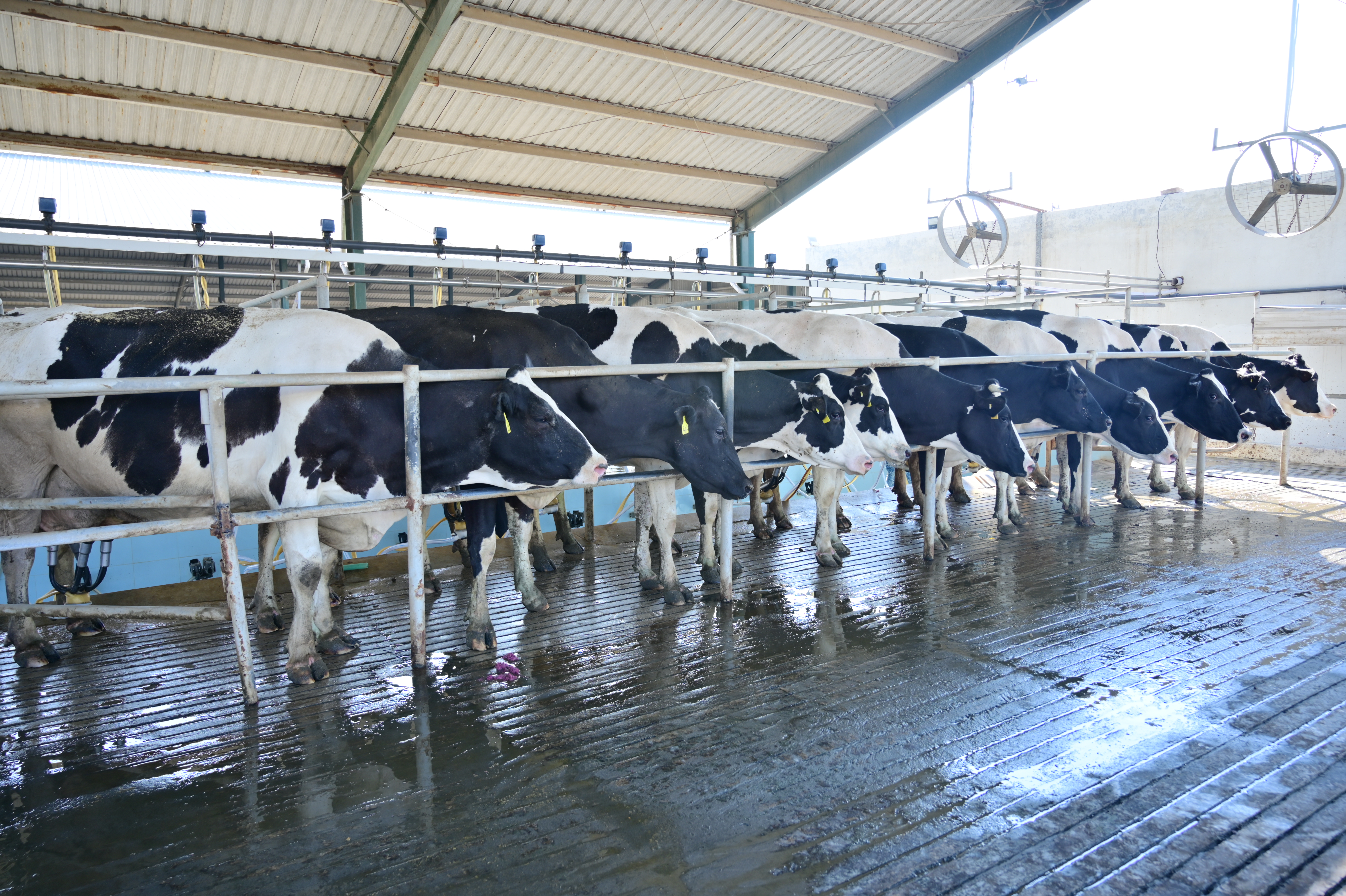Calves feeding at Ibrahim Dairies